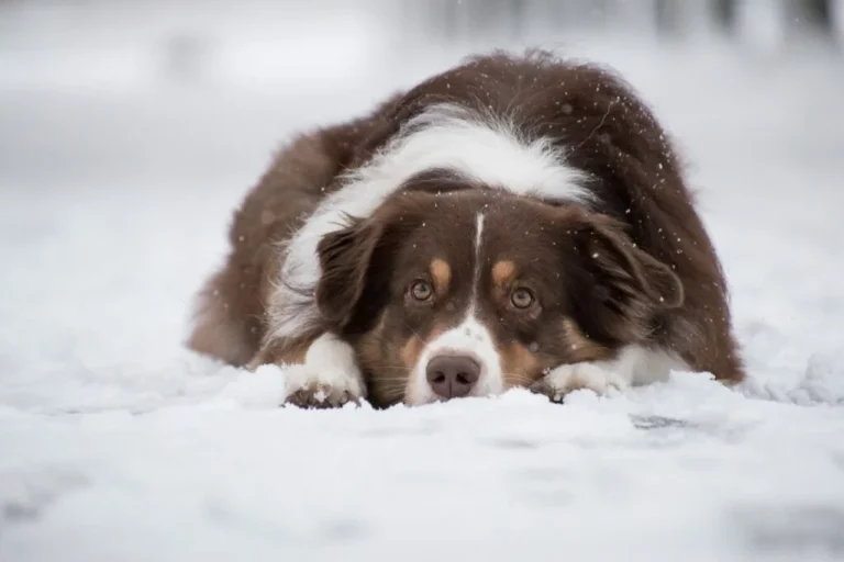 Hund liegt im Schnee